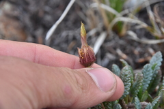 Dryas hookeriana