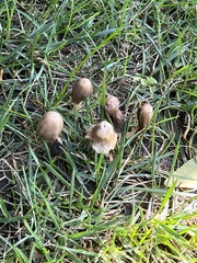 Panaeolus papilionaceus