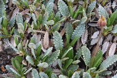 Dryas hookeriana
