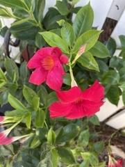 Mandevilla sanderi