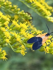 Lycomorpha pholus