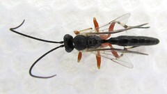 Hyposoter fugitivus