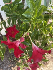 Mandevilla sanderi