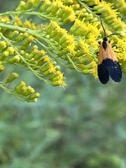 Lycomorpha pholus