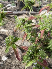 Dracocephalum parviflorum