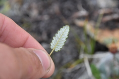 Dryas hookeriana