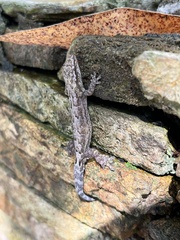 Lepidodactylus lugubris