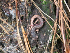 Pseudoeurycea leprosa