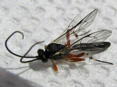 Hyposoter fugitivus
