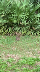 Sylvilagus palustris