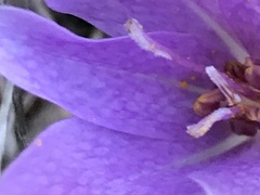 Colchicum lusitanum