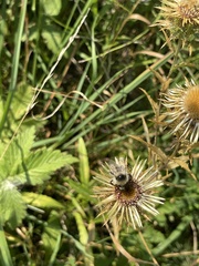 Carlina biebersteinii