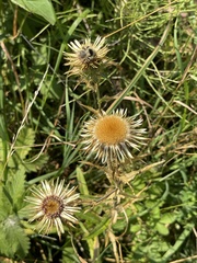 Carlina biebersteinii