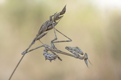 Empusa pennata