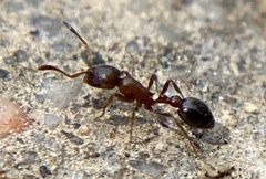 Cardiocondyla mauritanica