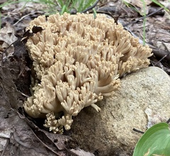 Ramaria