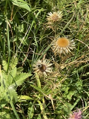 Carlina biebersteinii