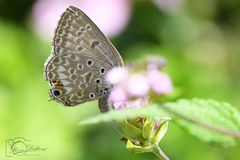 Lepidochrysops patricia