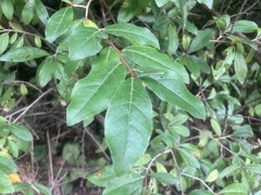 Elaeagnus