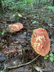 Baorangia bicolor