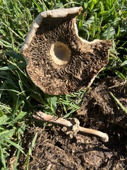 Chlorophyllum molybdites