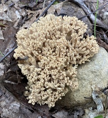 Ramaria
