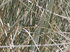 Hymenops perspicillatus