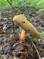 Baorangia bicolor