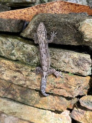 Lepidodactylus lugubris