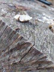 Euparius marmoreus