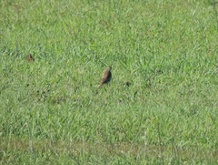 Hymenops perspicillatus