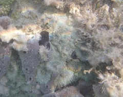 Discosoma carlgreni