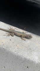 Sceloporus occidentalis longipes