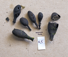 Xylaria schweinitzii