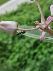 Camponotus compressus