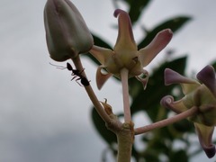 Camponotus compressus