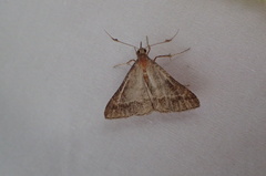 Renia flavipunctalis