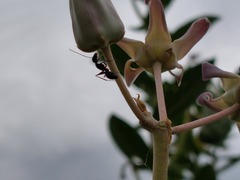 Camponotus compressus