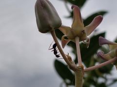 Camponotus compressus