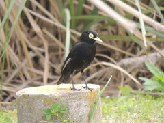 Hymenops perspicillatus