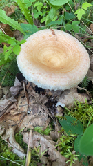 Lactarius pubescens