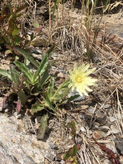 Schlagintweitia intybacea