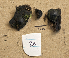 Camillea oligoporus