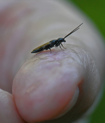 Pristepyris armiferus