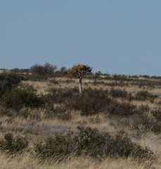 Aloidendron dichotomum