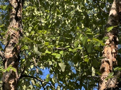 Populus grandidentata