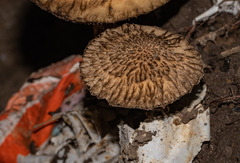Inocybe hystrix