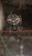 Araneus gemmoides