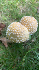 Amanita