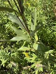 Helianthus pauciflorus